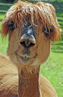 Smiling: Alpaca