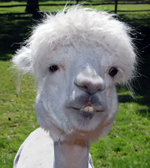Pat Morris: Alpaca