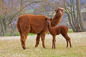 Alpacas: Alpaca - female and young