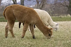 Chestnuts: Alpaca grazing Cotswolds UK