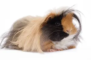 Gunea: Alpaca Guinea Pig - in studio