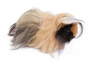 Gunea: Alpaca Guinea Pig - in studio