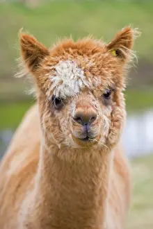 Camelid: Alpaca - head of alpaca domesticated camelid
