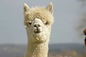 Alpacas: Alpaca - head of white Alpaca