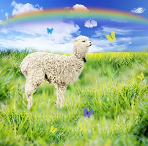Rainbows: Alpaca, jumping for joy, smiling, happy, in spring