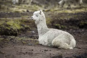 Alpaca: Alpaca laid in the Andes Mountains Ecuador