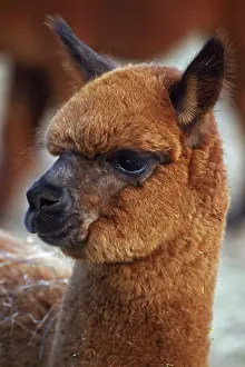 Llama: Alpaca (Lama pacos) - New York - USA - A domesticated
