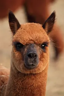 Llama: Alpaca (Lama pacos) - New York - USA - A domesticated