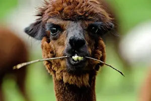 Llama: Alpaca (Llama pacos)