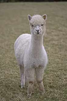 Alpaca: Alpaca in a meadow Cotswolds UK