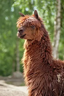 Camels: Alpaca, Serengeti Park, Hodenhagen, Lower Saxony