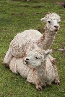 Alpaca: Alpaca (Vicugna pacos), two adults mating, Sanctuario