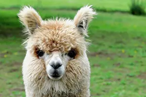 Viewed: Alpaca (Vicugna pacos), alpaca breeding, Schwaebisch