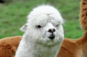 Viewed: Alpaca (Vicugna pacos), alpaca breeding, Schwaebisch