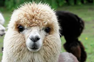 Camels: Alpaca (Vicugna pacos), alpaca breeding, Schwaebisch