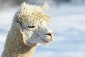 Alpaca: Alpaca (Vicugna pacos), animal portrait, Schleswig-Holstein