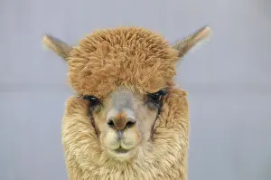 Viewed: Alpaca (Vicugna pacos), Arequipa, Inca settlement