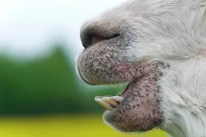 Snouts: Alpaca (Vicugna pacos), dentition