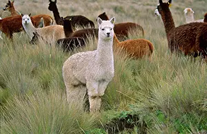Alpaca: Alpaca (Vicugna pacos), Ecuador, South Amerika
