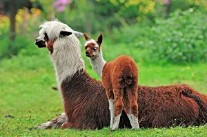 Alpaca: Alpaca (Vicugna pacos), female with cria, native