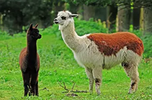 Llama: Alpaca (Vicugna pacos), female with cria, native