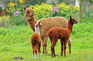 300517: Alpaca (Vicugna pacos), female with crias, native