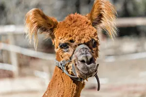 Alpaca: Alpaca (Vicugna pacos), female, Tyrol, Austria