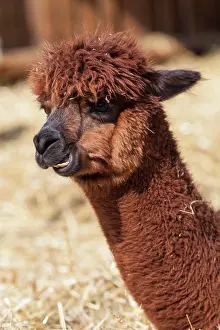 Alpaca: Alpaca (Vicugna pacos), Hesse, Germany, Europe Alpaka