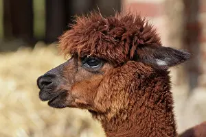 Alpaca: Alpaca (Vicugna pacos), Hesse, Germany, Europe
