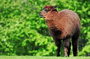 Camels: Alpaca (Vicugna pacos), native to South America