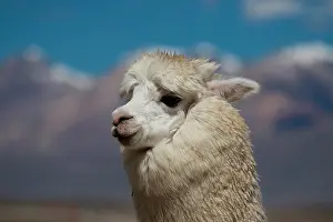 Alpaca: Alpaca (Vicugna pacos), Peru, South America