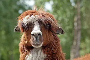Camels: Alpaca (Vicugna pacos), portrait, Serengeti Park