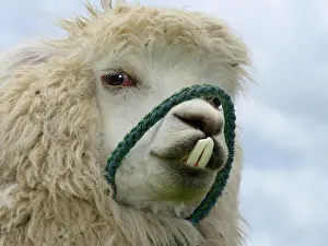 Alpaca: Alpaca (Vicugna pacos) with underbite, near Otavalo