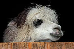 Alpaca: Alpaca (Vicugna pacos), Wildlife Park near Pforzheim