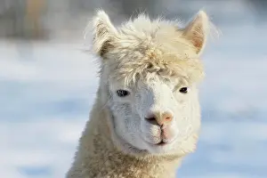 Alpaca: Alpaca (Vicugna pacos) in winter in the snow, animal