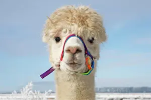 Alpaca: Alpaca (Vicugna pacos) in winter in the snow, animal