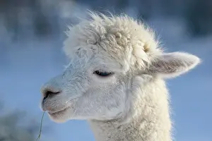 Alpaca: Alpaca (Vicugna pacos) in winter in the snow, animal