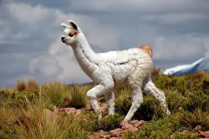 Alpaca: Alpaca (Vicugna pacos), young, Andes, Bolivian Altiplano