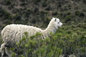 Unsharp: Alpaca watching in the vegetation Chivay region Peru