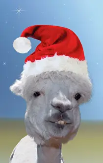 Pacos: Alpaca - wearing Christmas hat