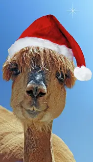 Pacos: Alpaca - wearing Christmas hat