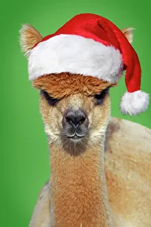 Alpaca wearing Christmas hat
