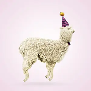 Celebrating: Alpaca, wearing party hat, jumping for joy, smiling, happy