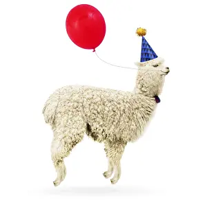 Alpacas: Alpaca, wearing party hat, jumping for joy carrying