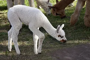 Alpaca: Alpaca young