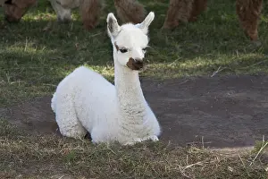 Alpaca: Alpaca young
