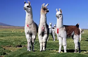 Alpaca: Alpacas on a bofedal near Colchane, Chile, South