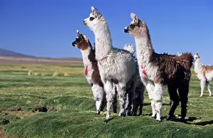 Alpaca: Alpacas on a bofedal near Colchane, Chile, South