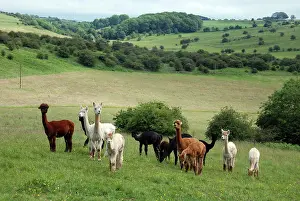 Pacos: Alpacas on an English farm