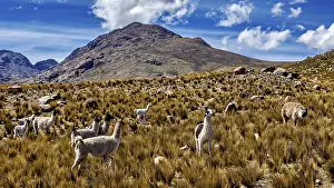 Llama: Alpacas grazing in a high grassland against a backdrop of mountains and blue sky